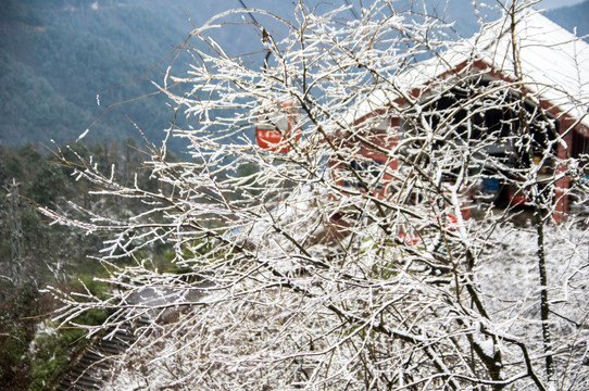 瓦屋山森林公园