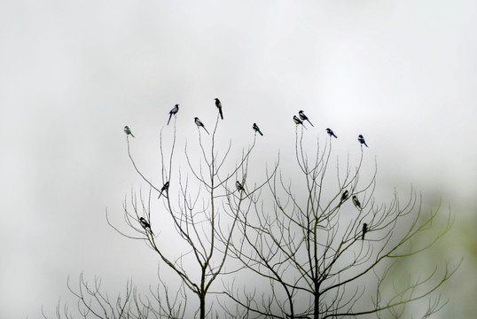 鸟群栖息在枝头