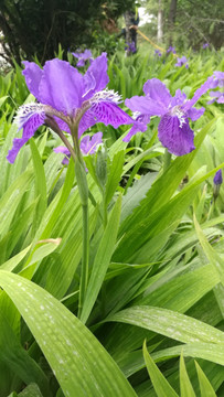 鳶尾花