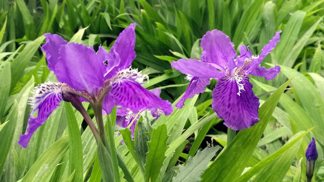 鳶尾花