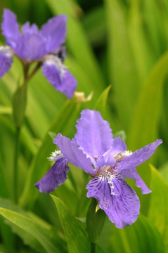 鸢尾花