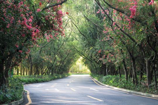 林荫道路 城市绿化