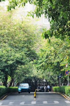 林荫道路 城市绿化