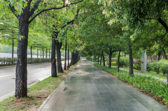 林荫道路 城市绿化