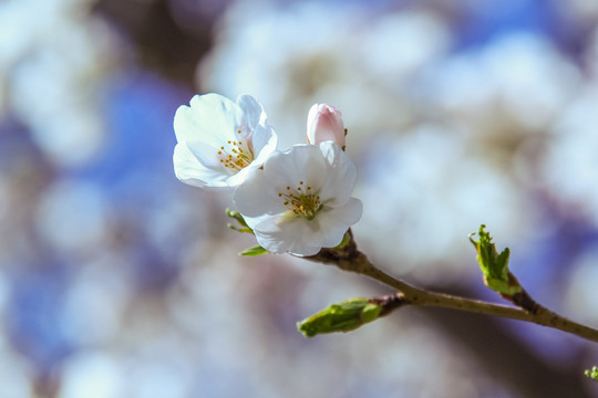 樱花