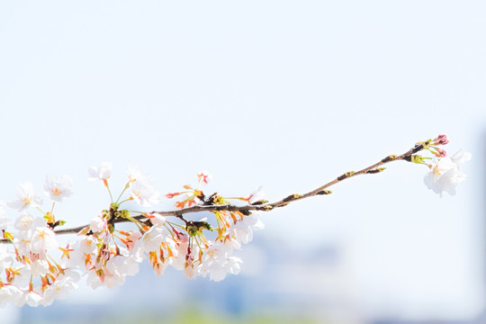 樱花