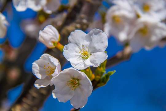 樱花