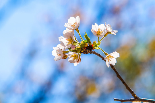 樱花