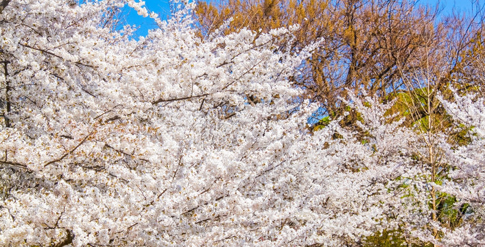 樱花