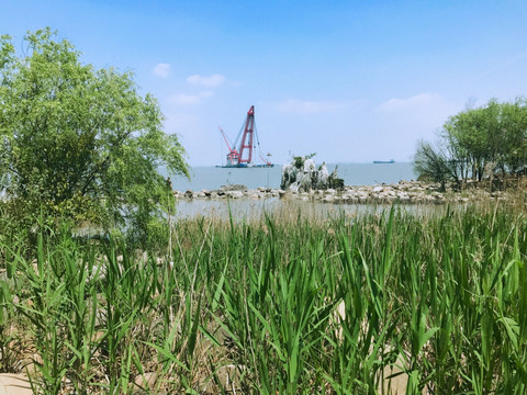 吴淞炮台湾湿地公园 炮台湾湿地