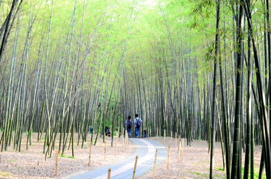 竹林小路