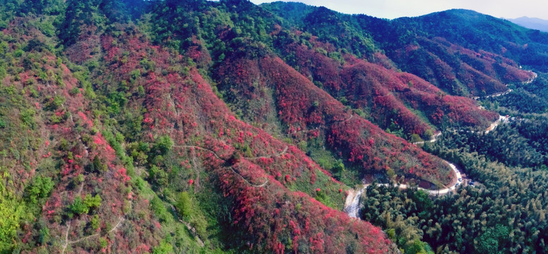 大幕山杜鹃花