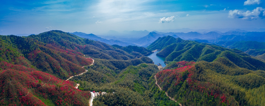 大幕山杜鹃花