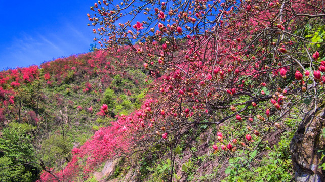 大幕山杜鹃花