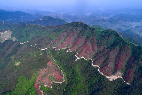 大幕山杜鹃花