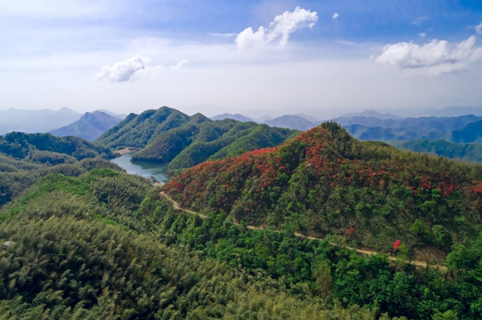 大幕山杜鹃花