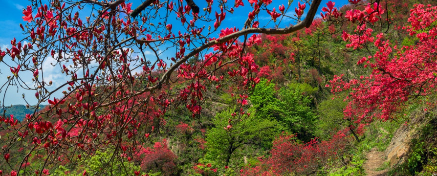 大幕山杜鹃花