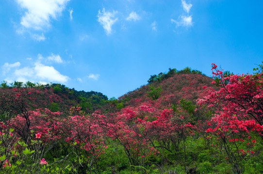 大幕山杜鹃花