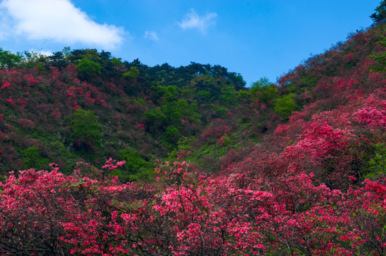 大幕山杜鹃花