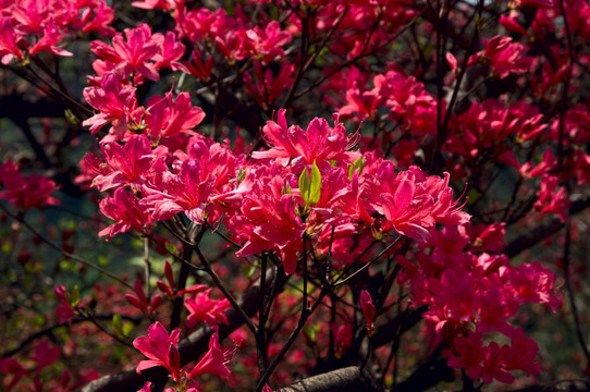 大幕山杜鹃花