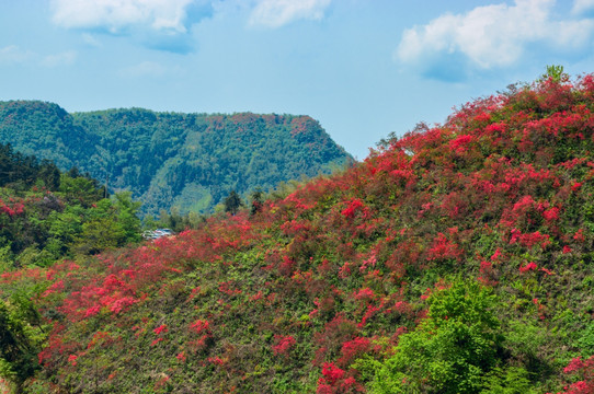 大幕山杜鹃花