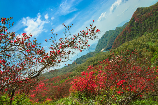 大幕山杜鹃花