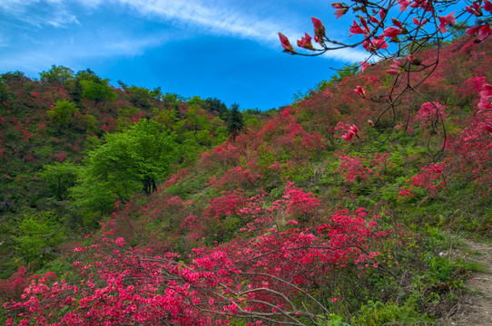 大幕山杜鹃花