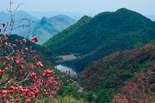 大幕山杜鹃花