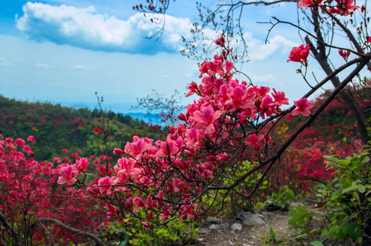 大幕山杜鹃