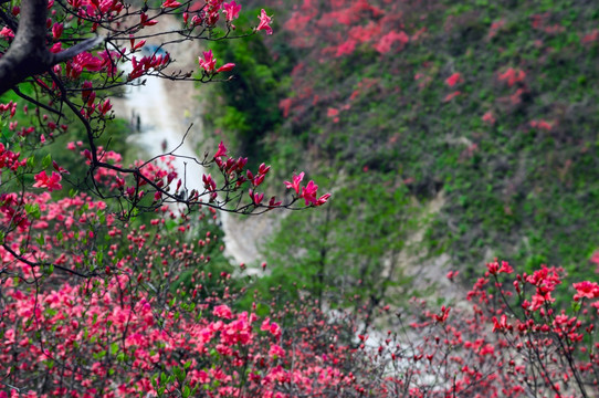 大幕山杜鹃