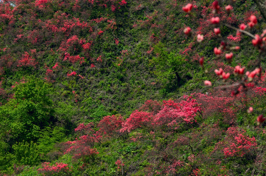 大幕山杜鹃花