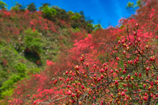 大幕山杜鹃花