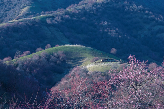 春天的山原