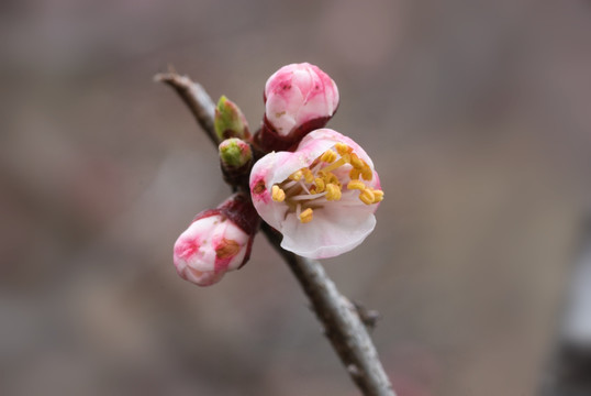 红杏枝头春意闹