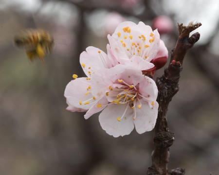 野杏花