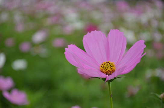 格桑花