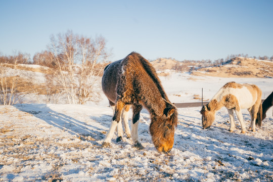 清晨雪地上的马群