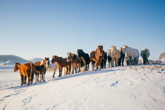 清晨雪地上的马群