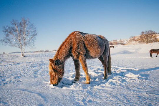 清晨雪地上的马群