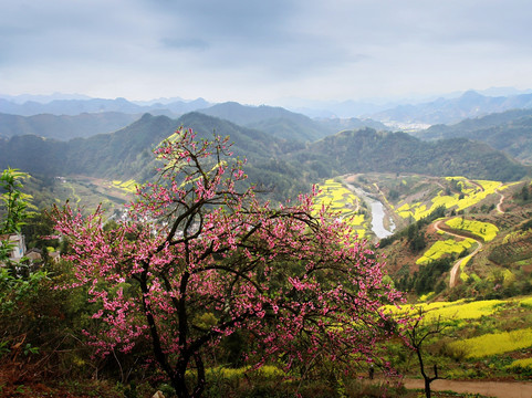 桃树 油菜花