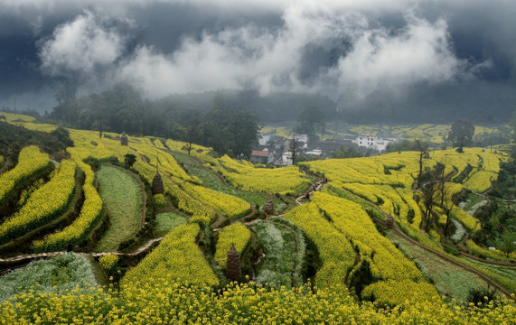 油菜花