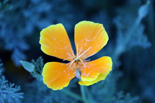 花菱草