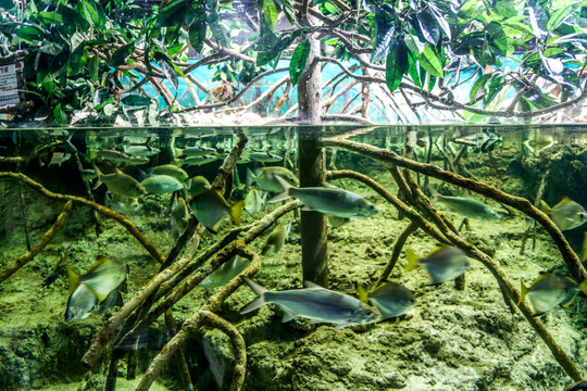 冲绳水族馆