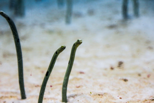小海鳗