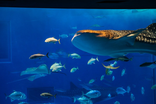 冲绳水族馆