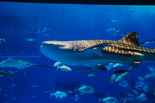 冲绳水族馆