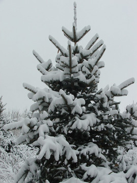 雪松景观