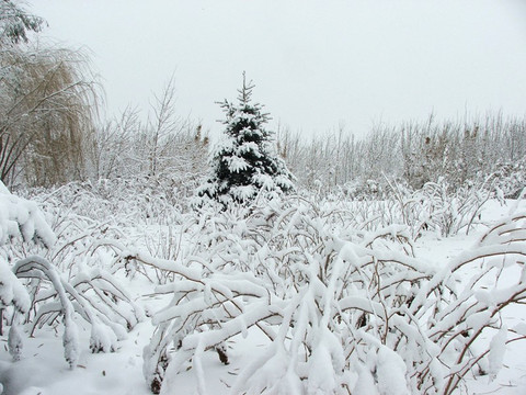 雪后树挂景观