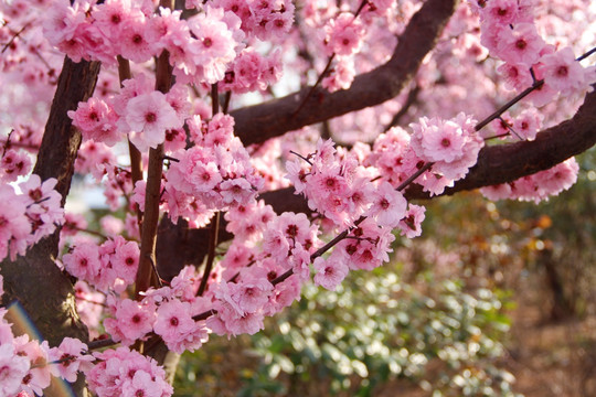 樱花