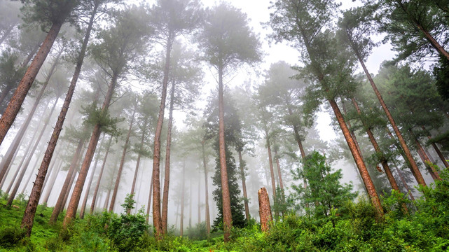 树林森林风景